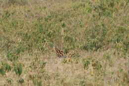 صورة Leptailurus serval lipostictus (Pocock 1907)