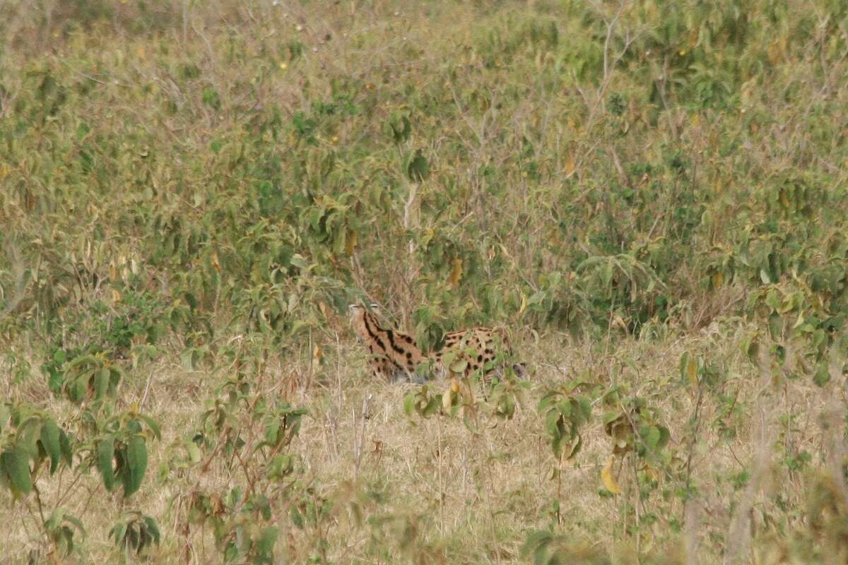 صورة Leptailurus serval lipostictus (Pocock 1907)