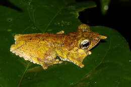 Litoria prora (Menzies 1969)的圖片