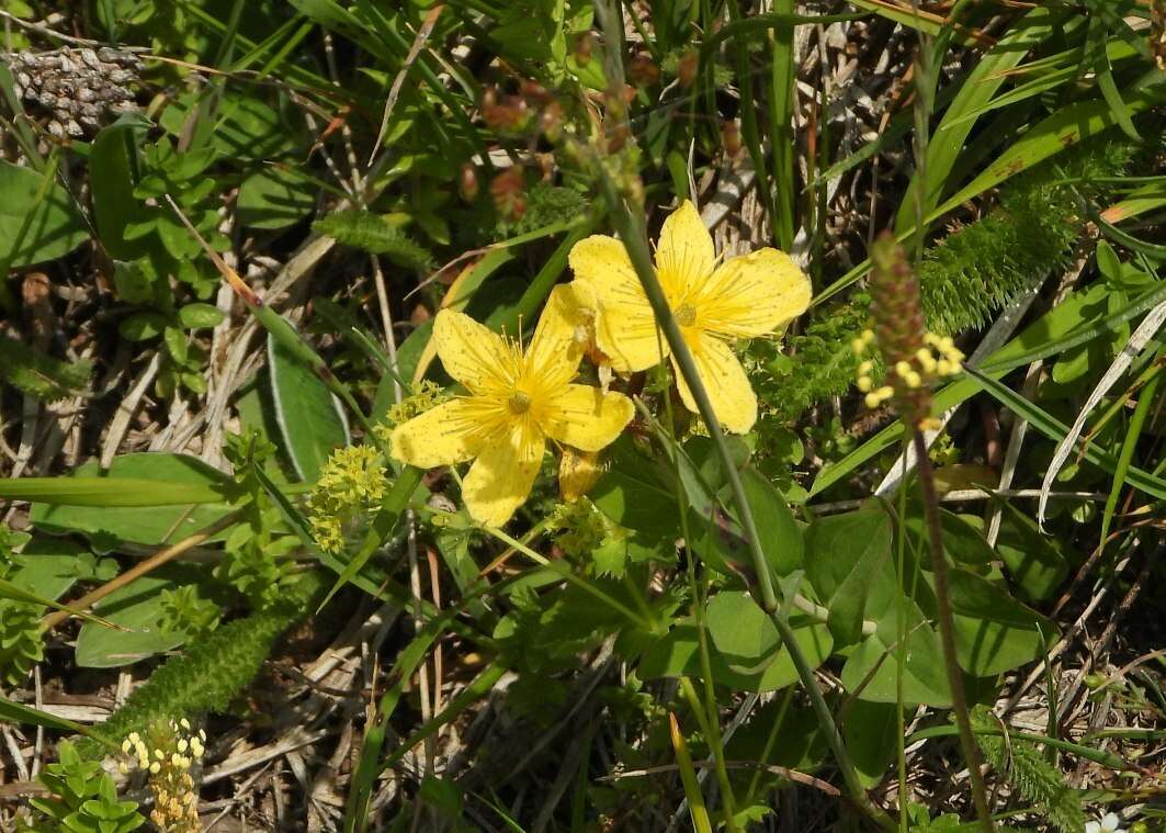 Image of Hypericum richeri subsp. richeri