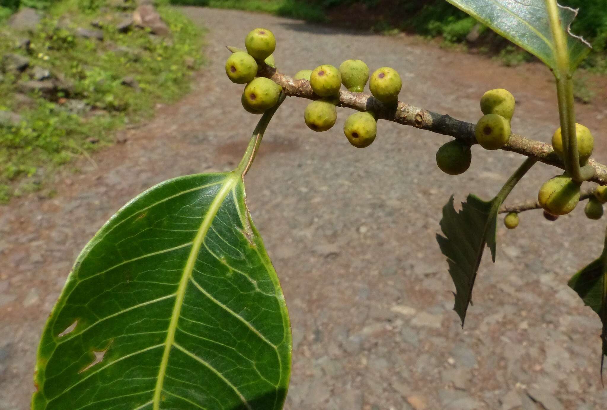 Ficus talbotii King的圖片