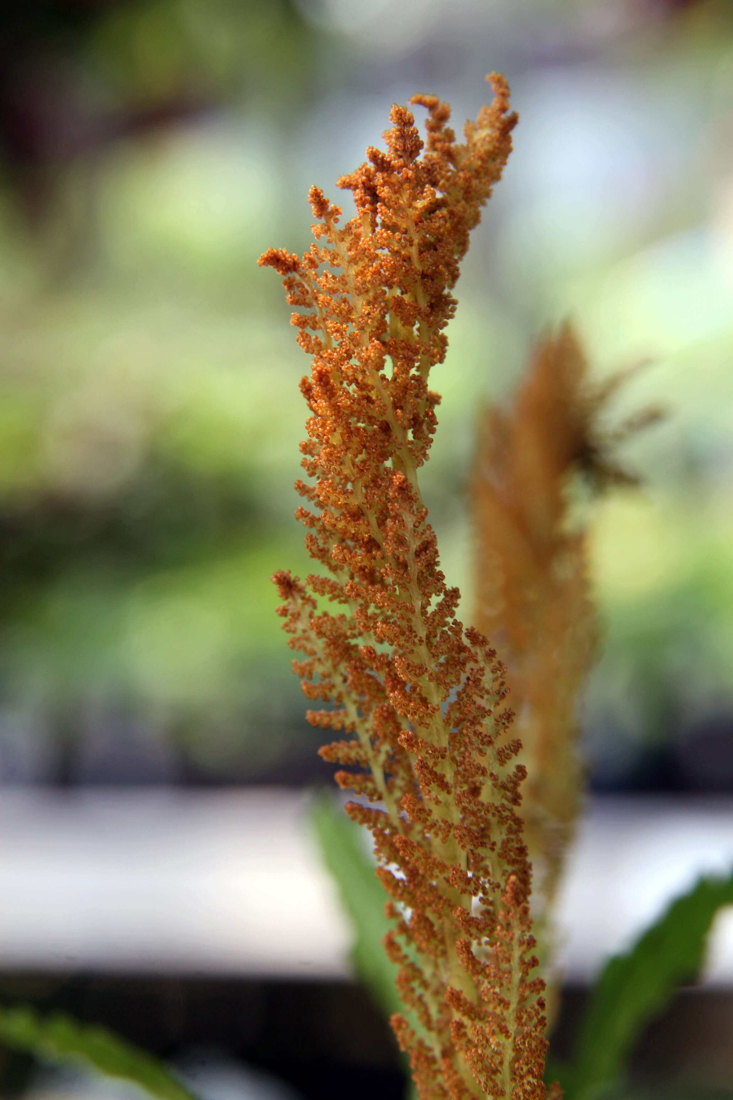 Image of Osmundastrum cinnamomeum Presl