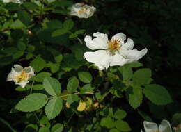Image of Field-rose