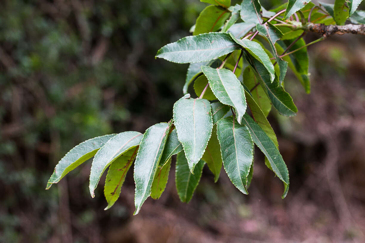 Imagem de Commiphora woodii Engl.