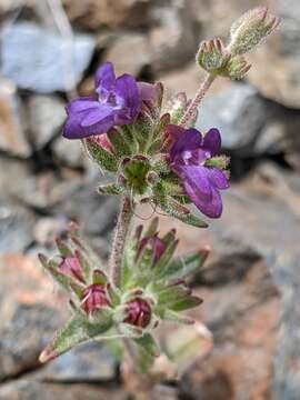 Image de Collinsia greenei A. Gray ex Greene