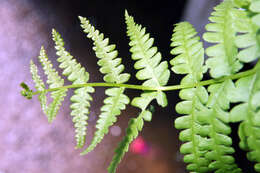 Image of Osmundastrum cinnamomeum Presl