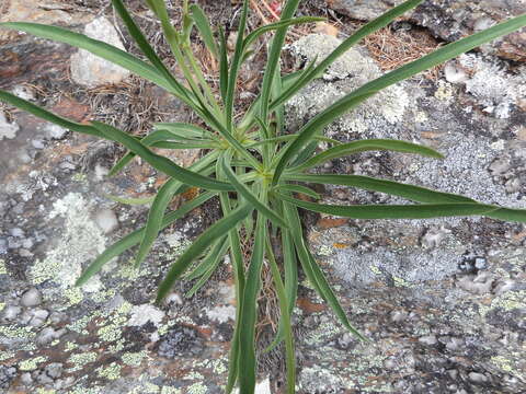 Image of Bupleurum stellatum L.