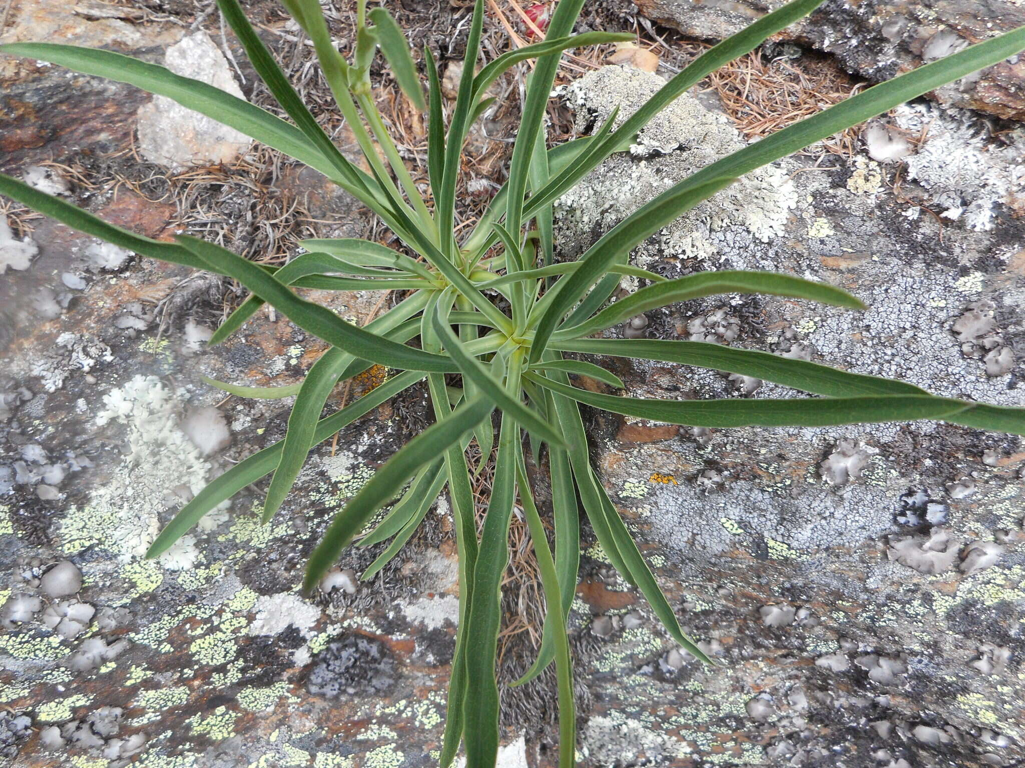 Sivun Bupleurum stellatum L. kuva