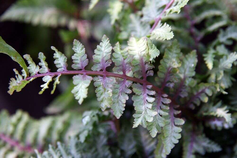 Image de Anisocampium niponicum (Mett.) Yea C. Liu, W. L. Chiou & M. Kato