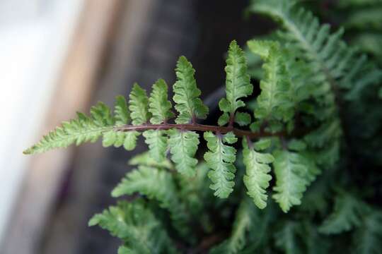 Image of Oriental ladyfern