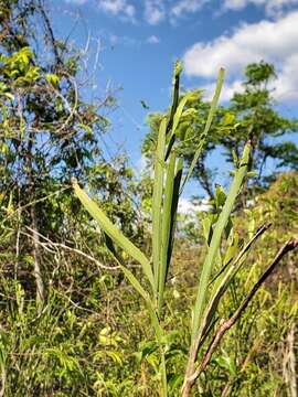 Plancia ëd Phylloxylon perrieri Drake