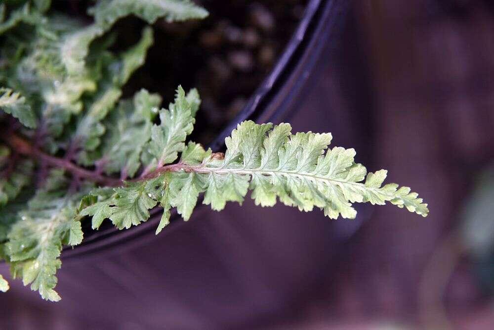 Image de Anisocampium niponicum (Mett.) Yea C. Liu, W. L. Chiou & M. Kato