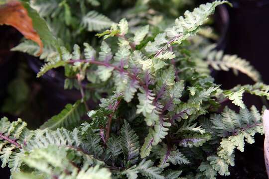 Image of Oriental ladyfern