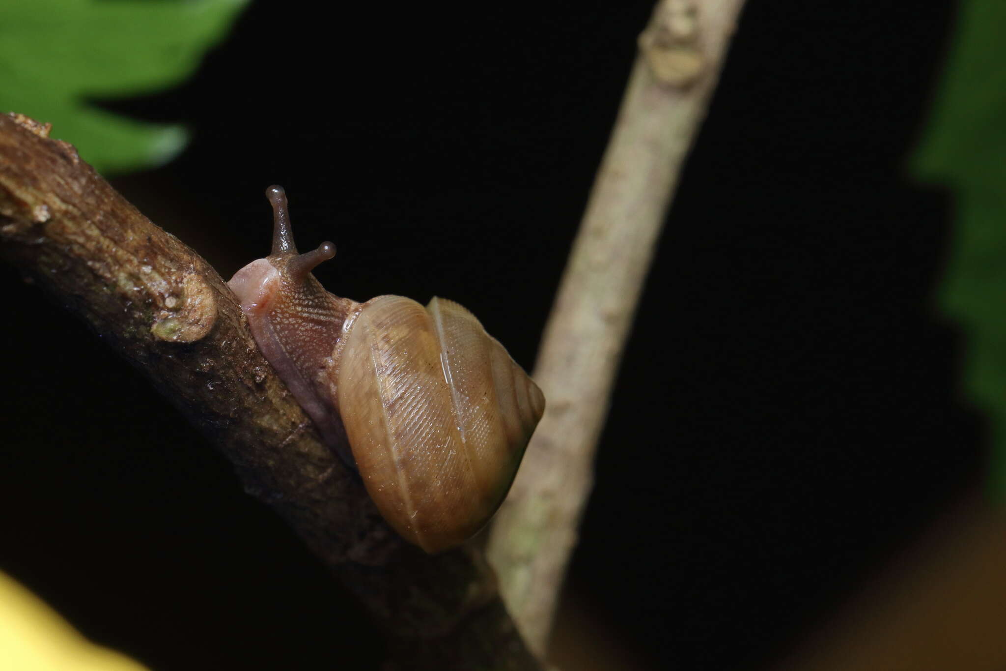 Image de Euplecta indica (L. Pfeiffer 1846)