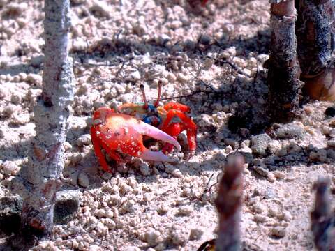 Gelasimus tetragonon (Herbst 1790) resmi