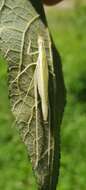 Image of Thin-lined Tree Cricket