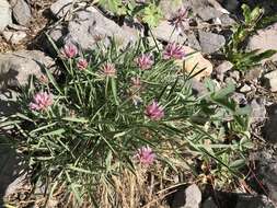 Plancia ëd Trifolium attenuatum Greene