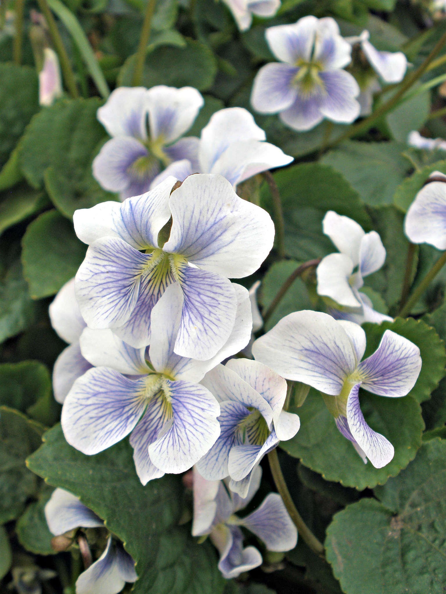 Image of Viola sororia f. priceana (Pollard) Cooperr.