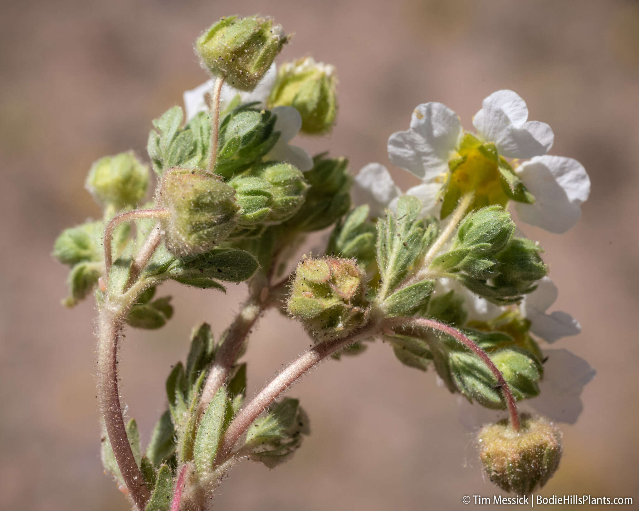 Potentilla newberryi A. Gray的圖片