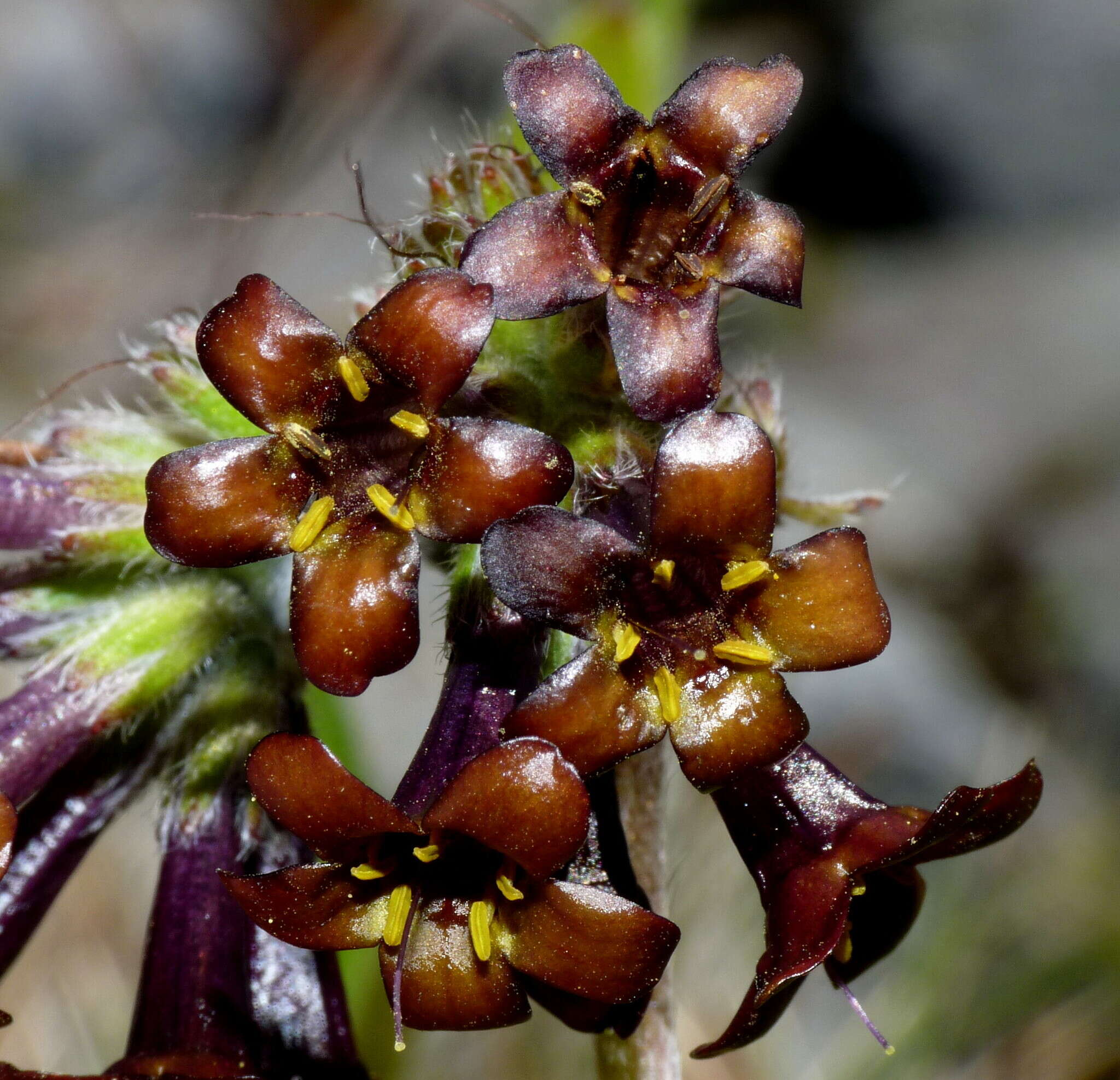 Image of Myosotis macrantha (Hook. fil.) Benth. & Hook. fil.