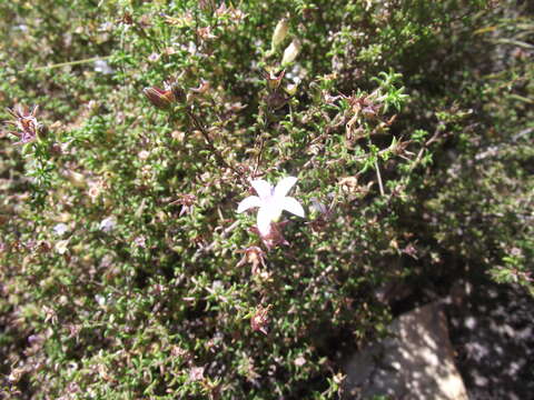 Image of Roella glomerata A. DC.