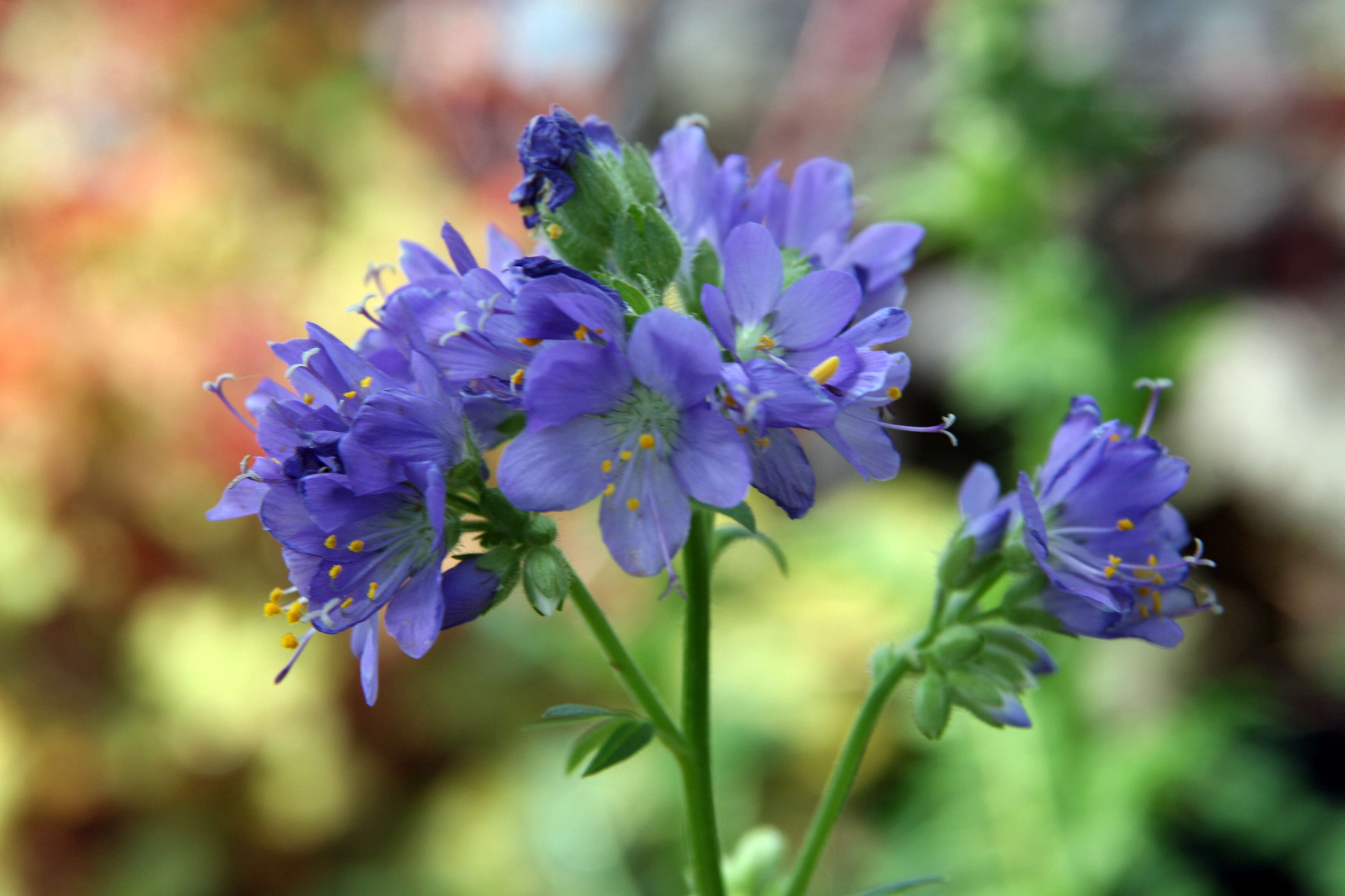 Image de Polémoine bleue