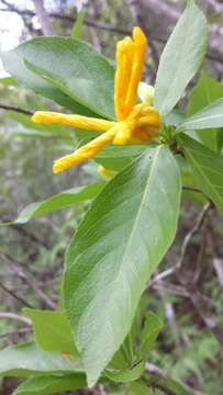 Image of Arboa integrifolia (Claverie) Thulin & Razafim.