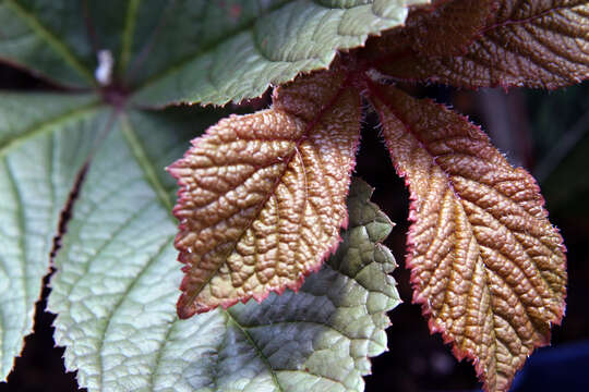 Image of Rodgersia pinnata Franch.