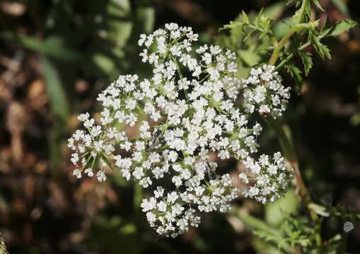 Berula erecta subsp. erecta resmi