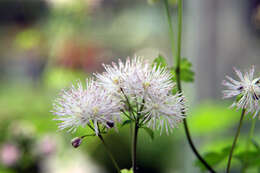 Image of Thalictrum aquilegiifolium