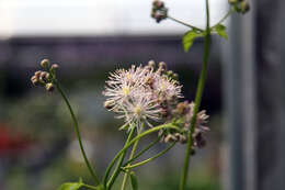 Image of Thalictrum aquilegiifolium