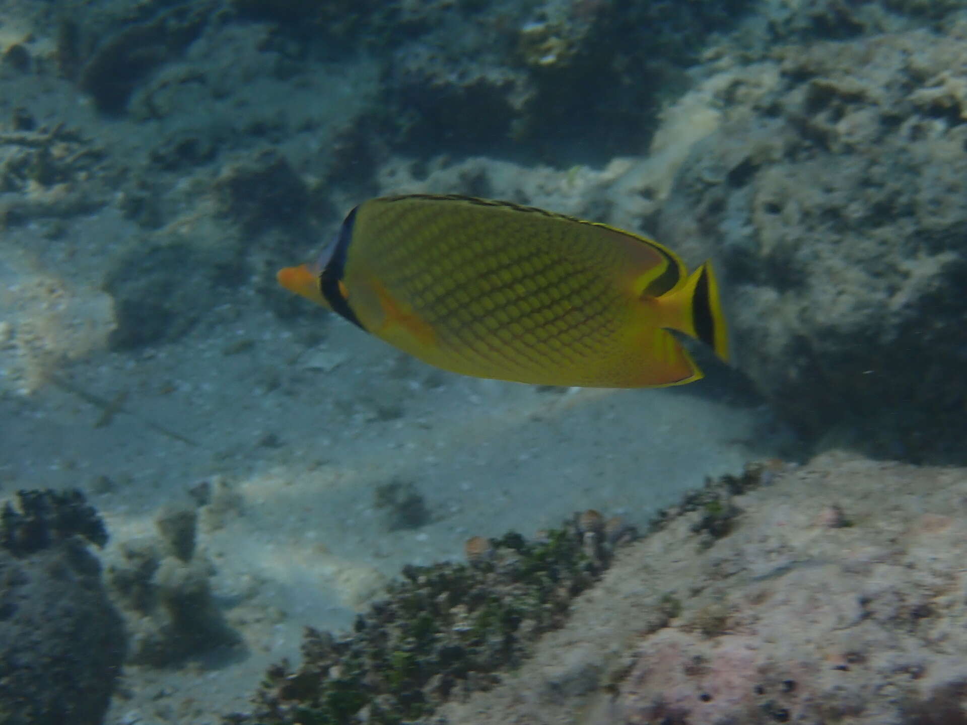 Image of Latticed Butterflyfish