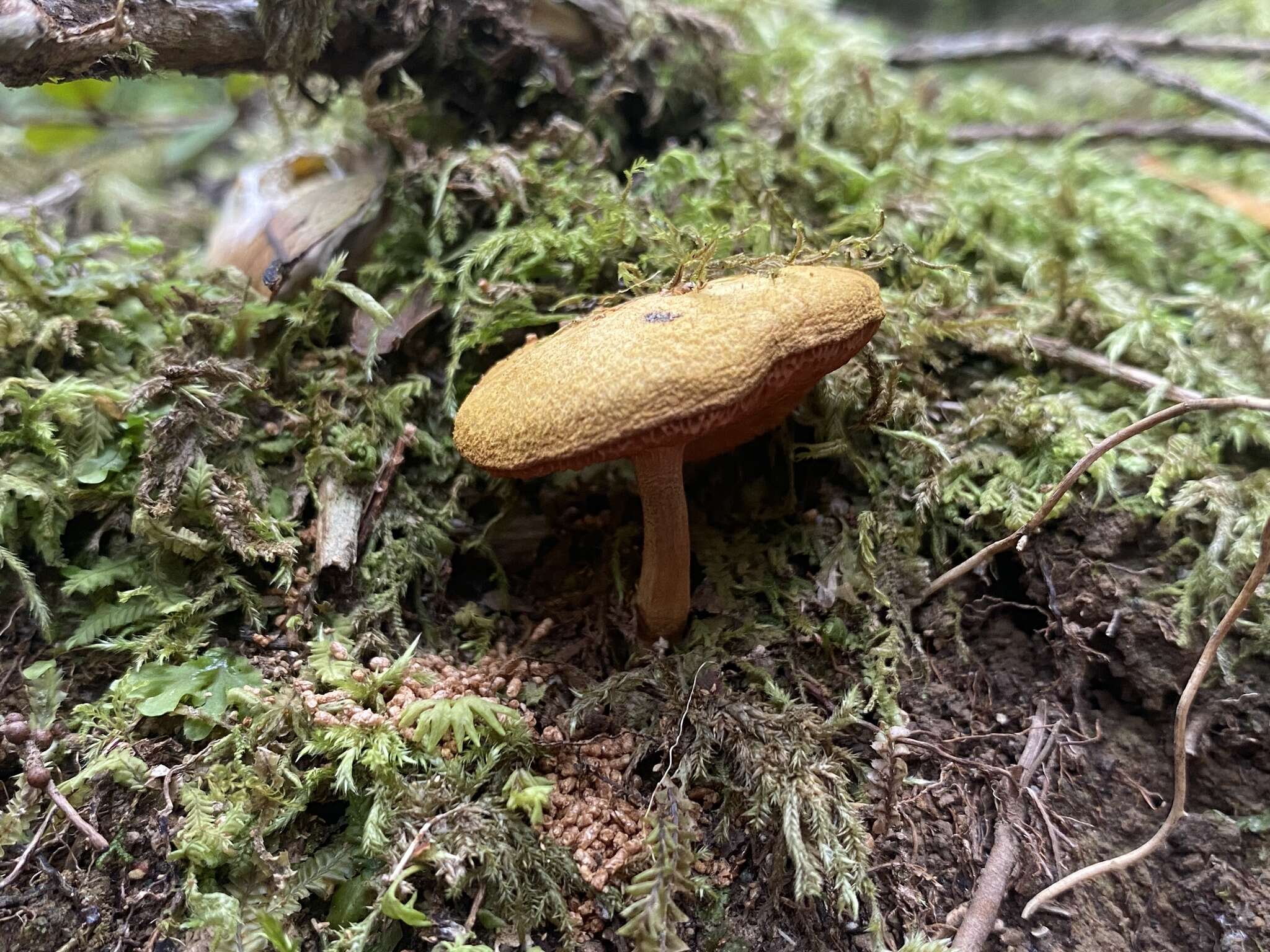 Image of Chalciporus aurantiacus (McNabb) Pegler & T. W. K. Young 1981