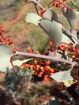 Image of Grevillea wickhamii Meissn.