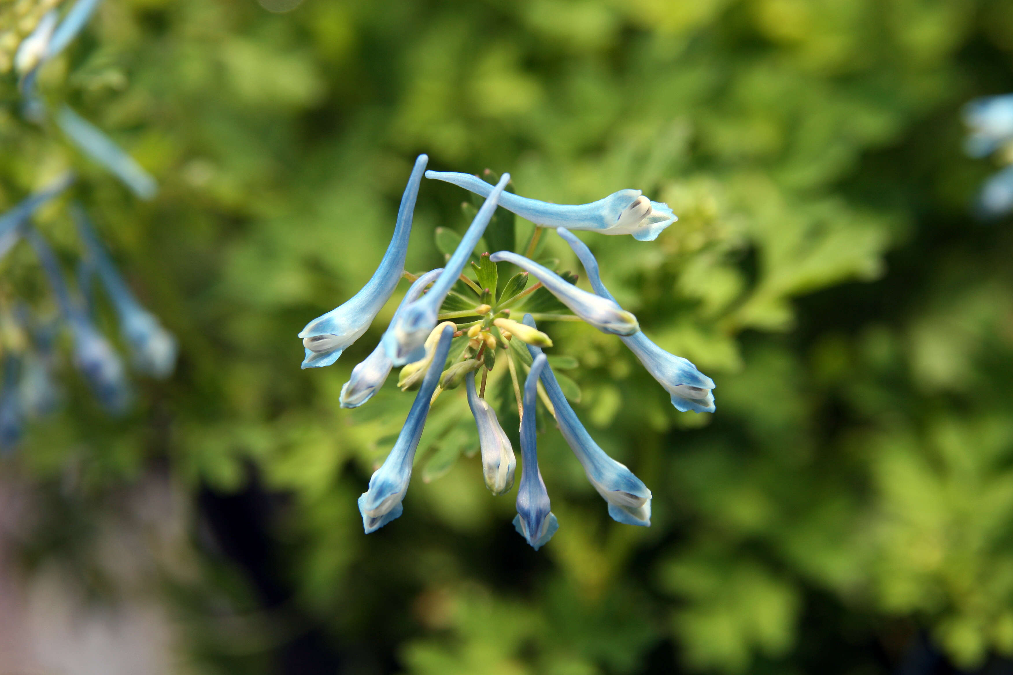 Image of blue corydalis