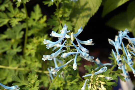 Image of blue corydalis