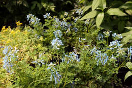 Image of blue corydalis