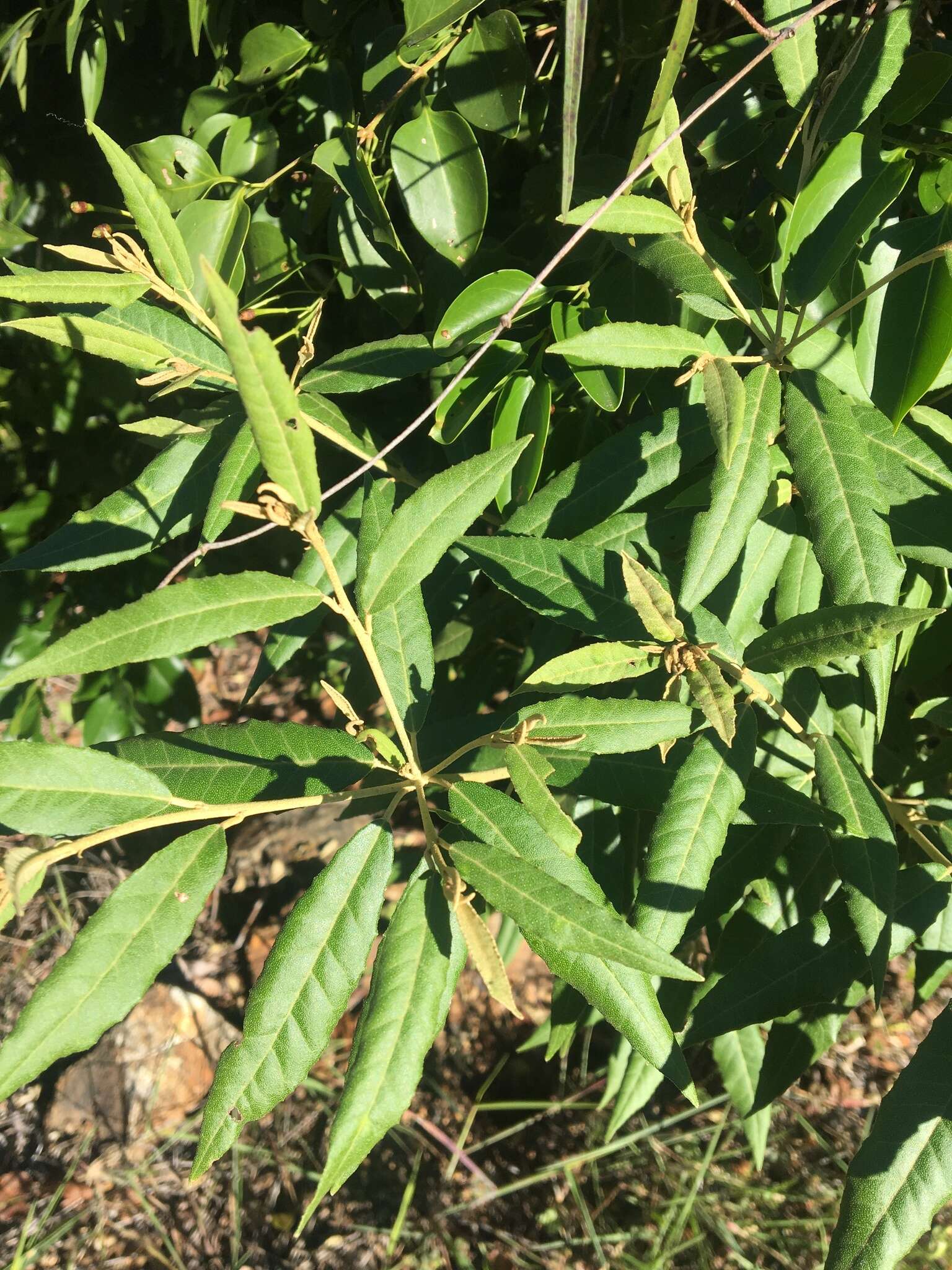 Слика од Croton phebalioides F. Muell. ex Müll. Arg.