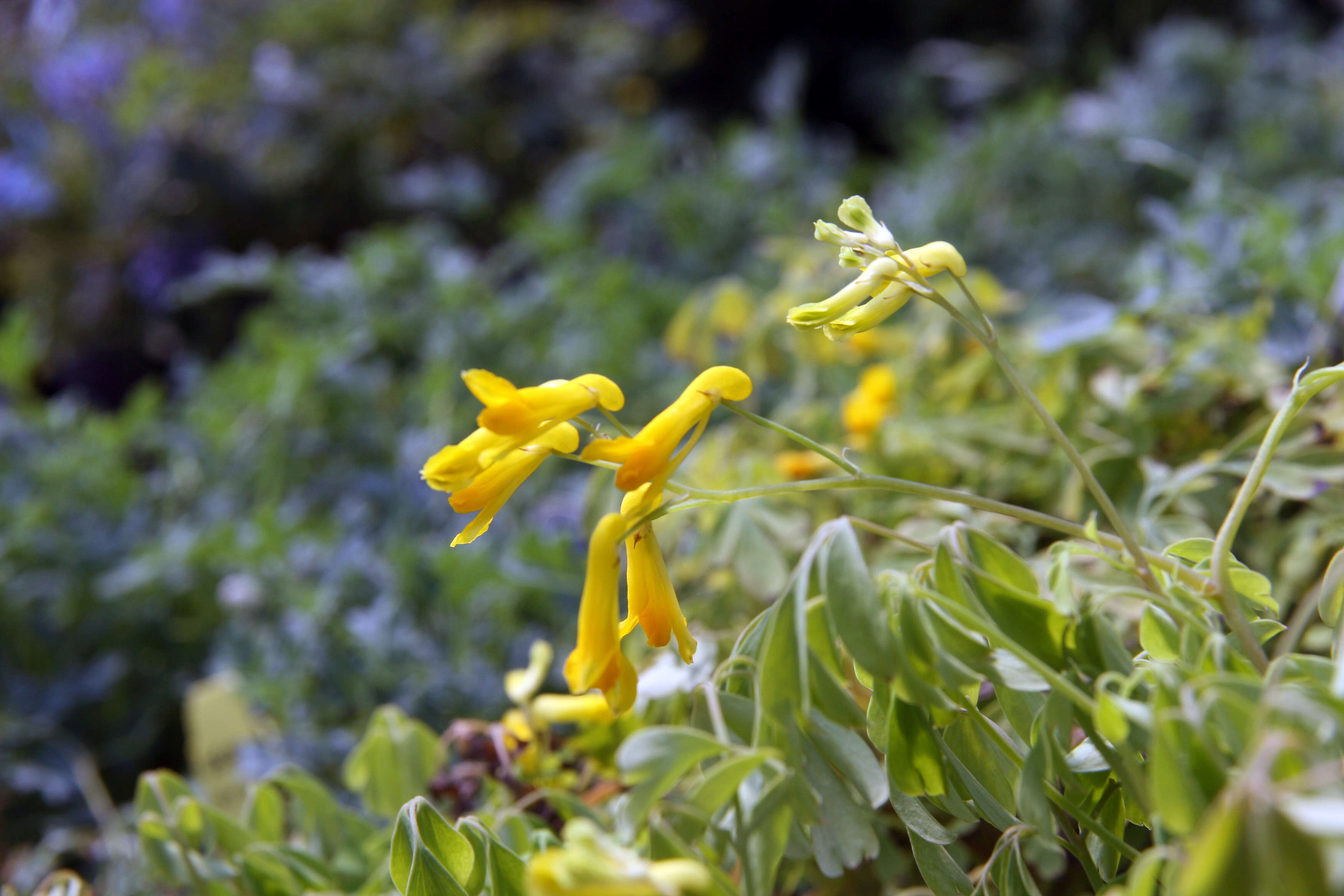 Image of yellow corydalis