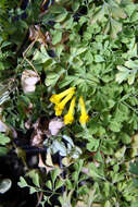 Image of yellow corydalis