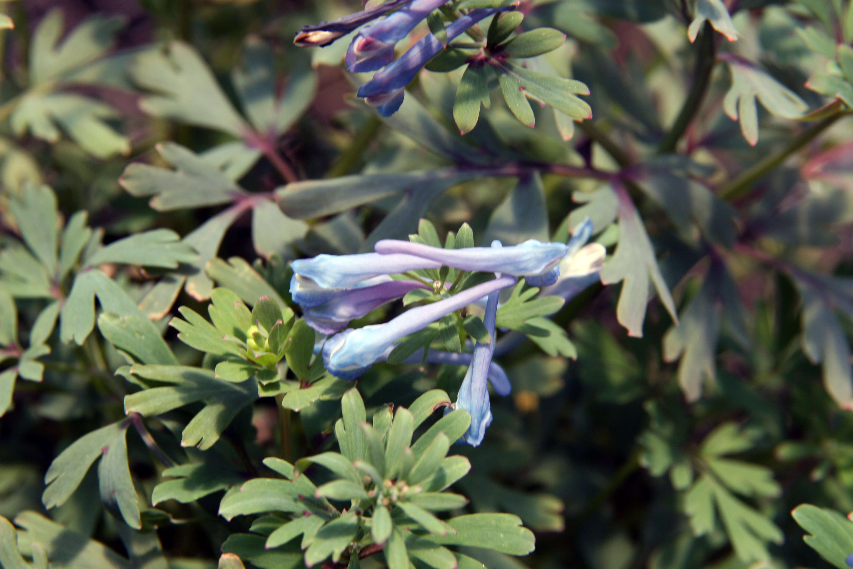 Image of blue corydalis