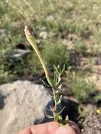 Oenothera hartwegii subsp. pubescens (A. Gray) W. L. Wagner & Hoch resmi