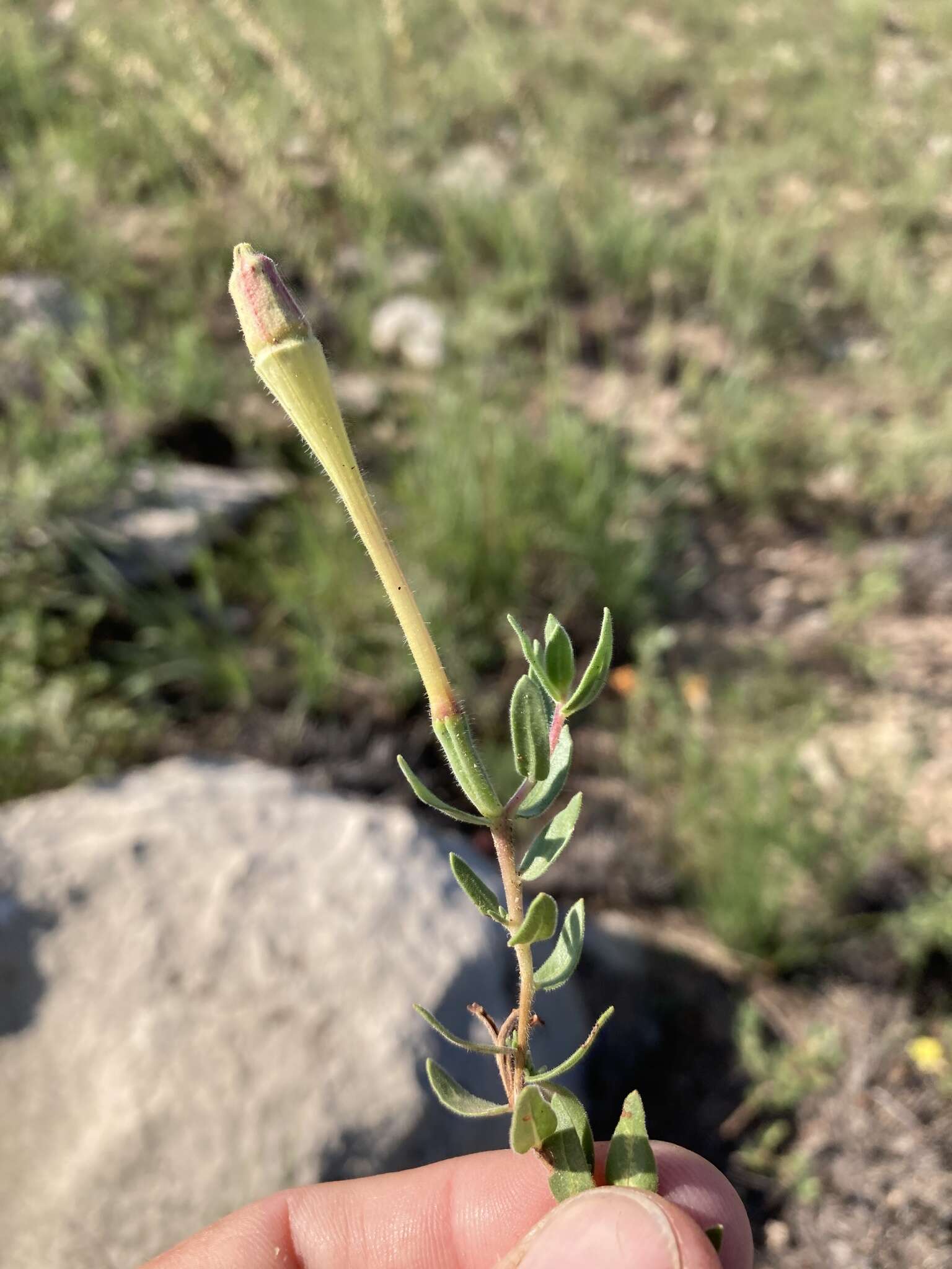 Imagem de Oenothera hartwegii subsp. pubescens (A. Gray) W. L. Wagner & Hoch