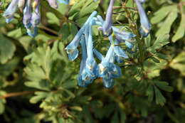 Image of blue corydalis