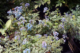 Image of blue corydalis