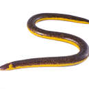 Image of Two-coloured Caecilian