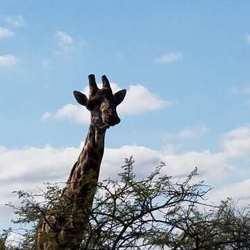 Image of Southern giraffe