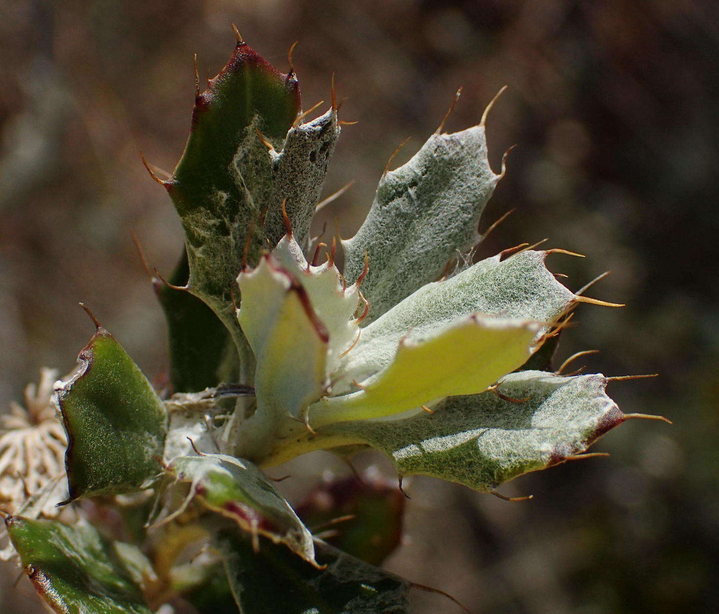 Image of Berkheya coriacea Harv.