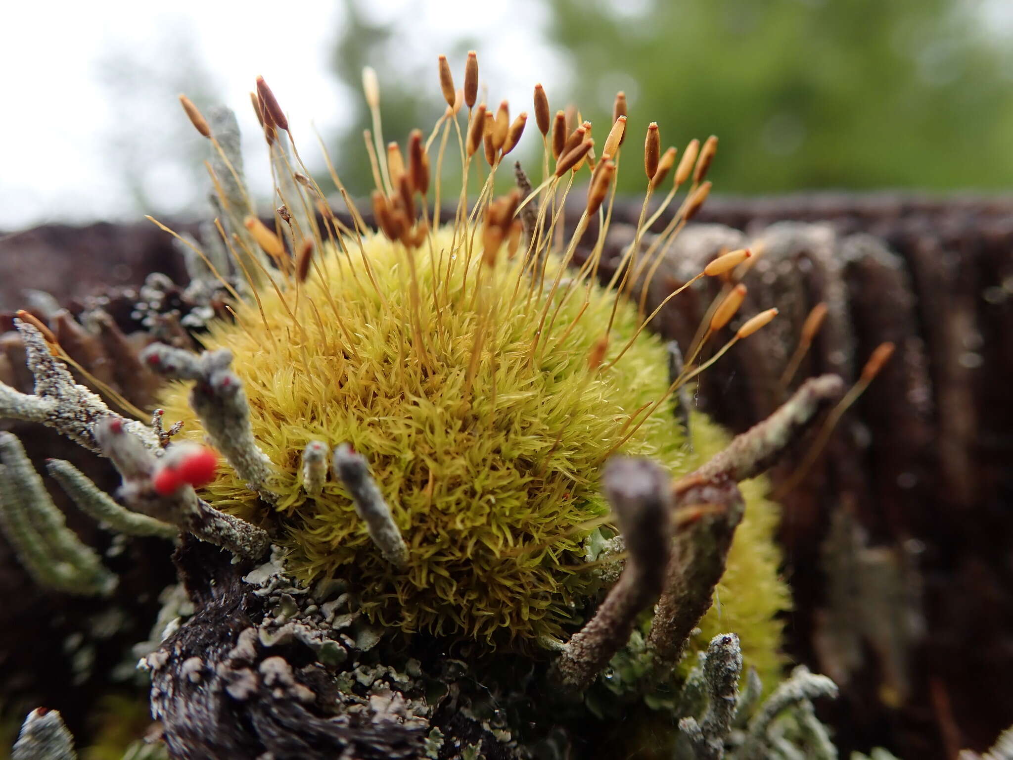 Image of dicranoweisia moss