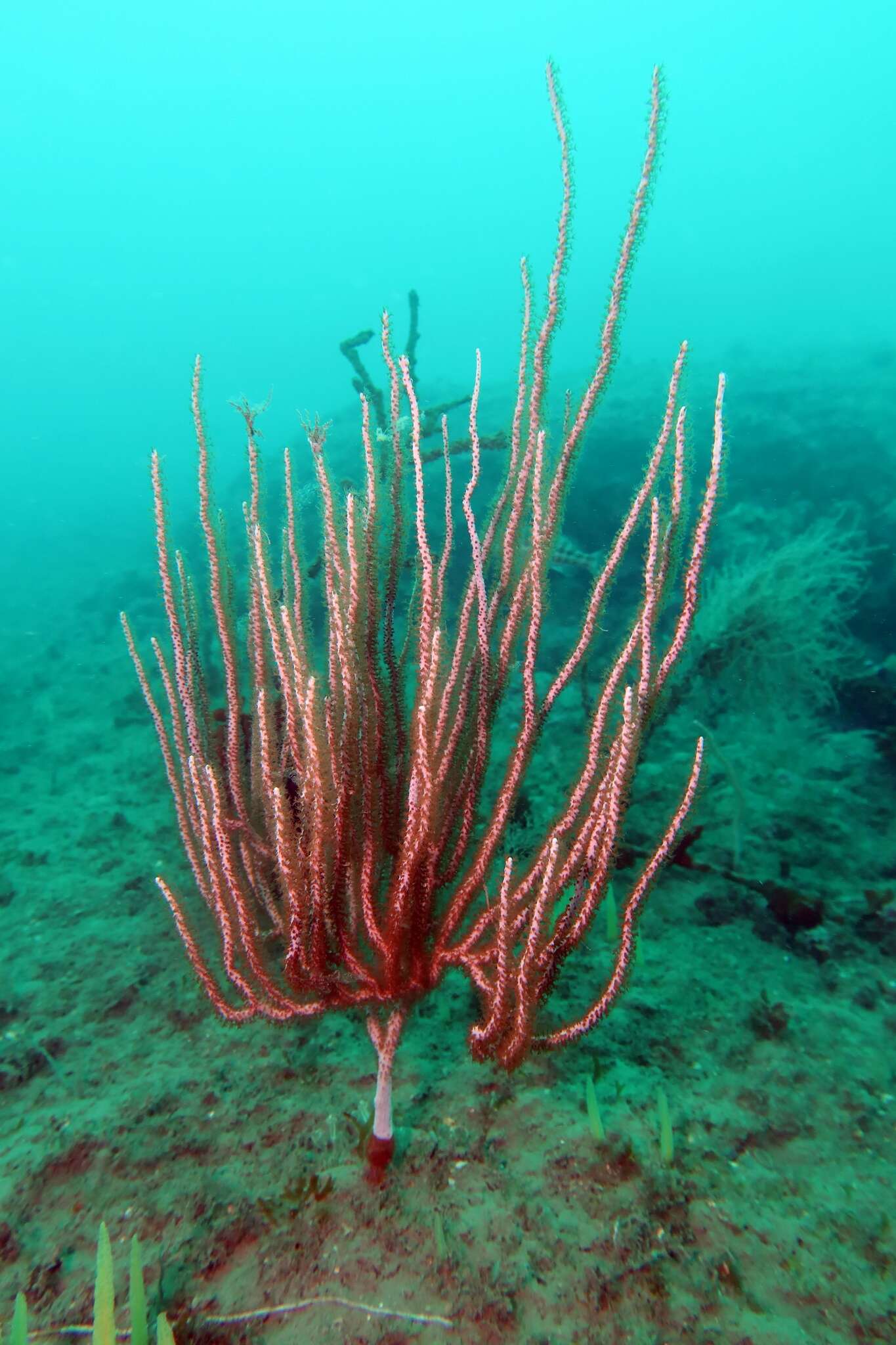 Image of white horny coral